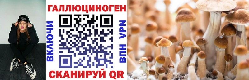 дарнет шоп  Лесной  Галлюциногенные грибы прущие грибы 